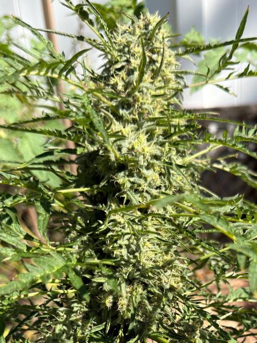 Sweet Annies. Week 11