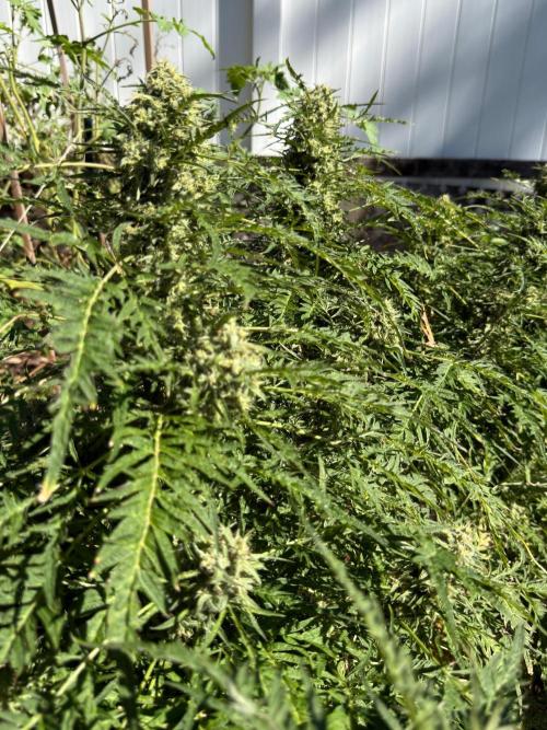 Sweet Annies. Week 11