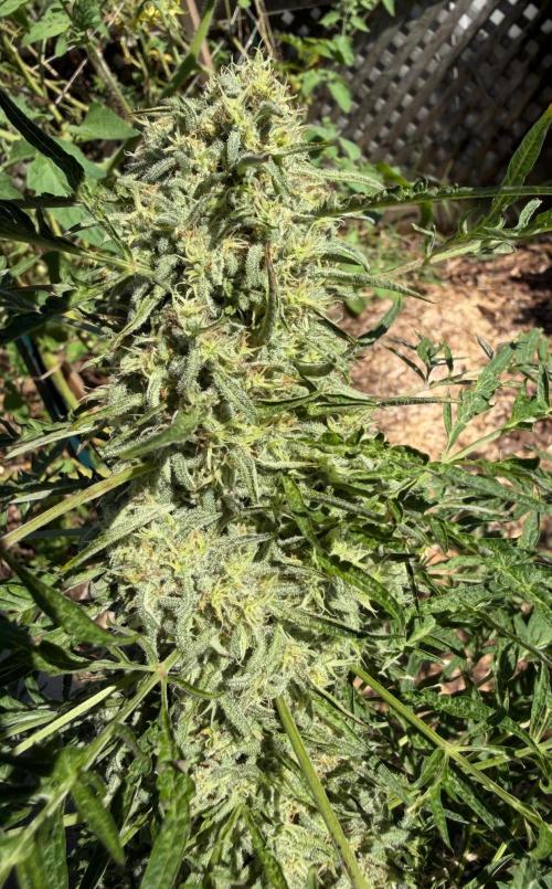 Sweet Annies. Week 11