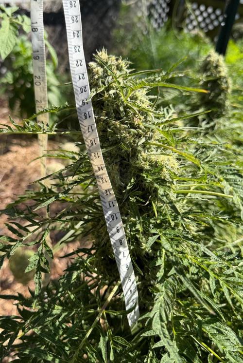 Sweet Annies. Week 11