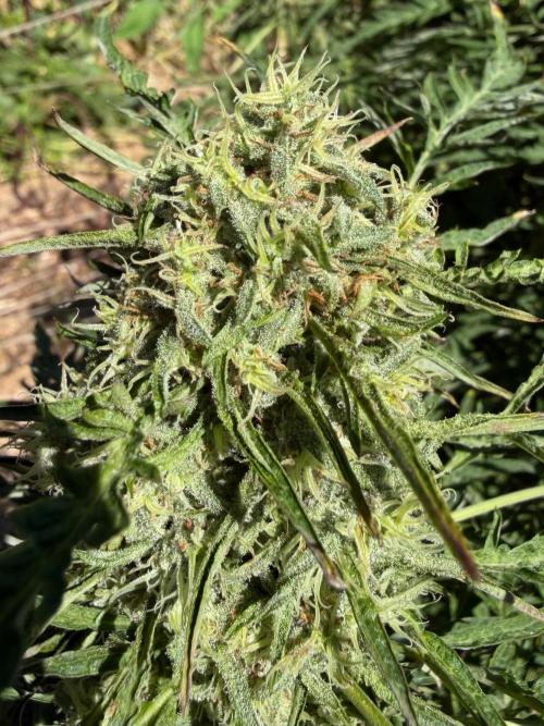Sweet Annies. Week 11