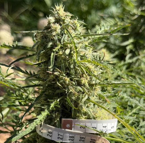 Sweet Annies. Week 11