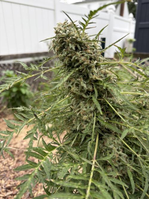 Sweet Annies. Week 12