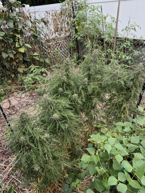 Sweet Annies. Week 12