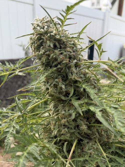 Sweet Annies. Week 12