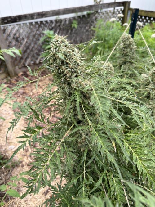 Sweet Annies. Week 12