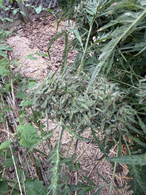 Sweet Annies. Week 12