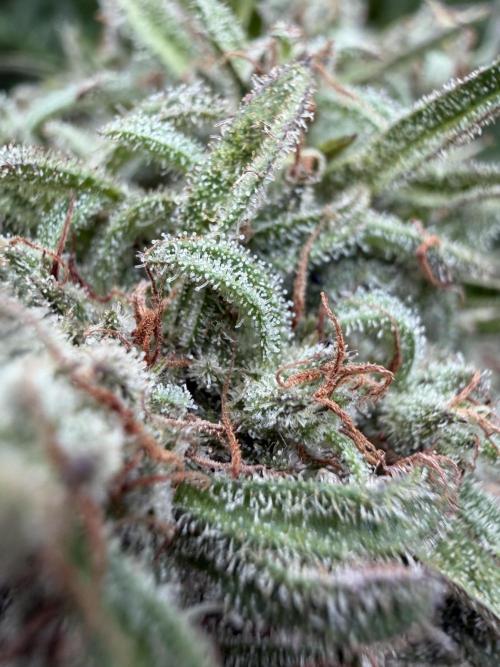 Sweet Annies. Week 12