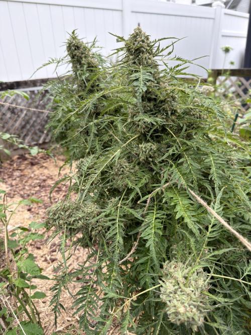 Sweet Annies. Week 12