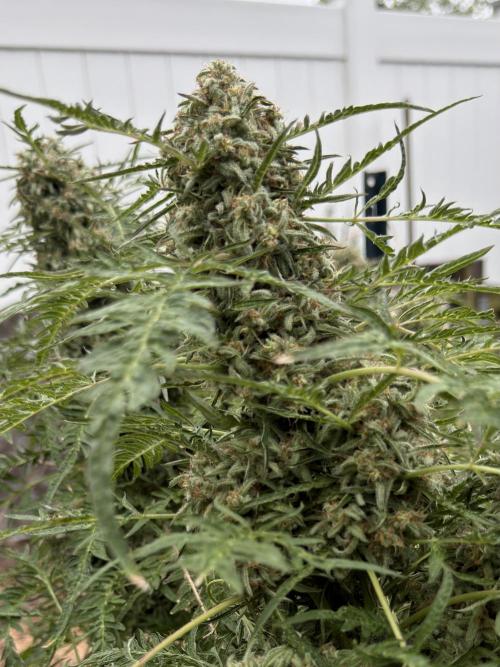 Frosty’s Purple Freak. Week 12