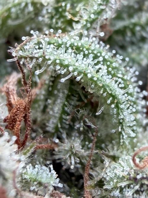 Frosty’s Purple Freak. Week 12