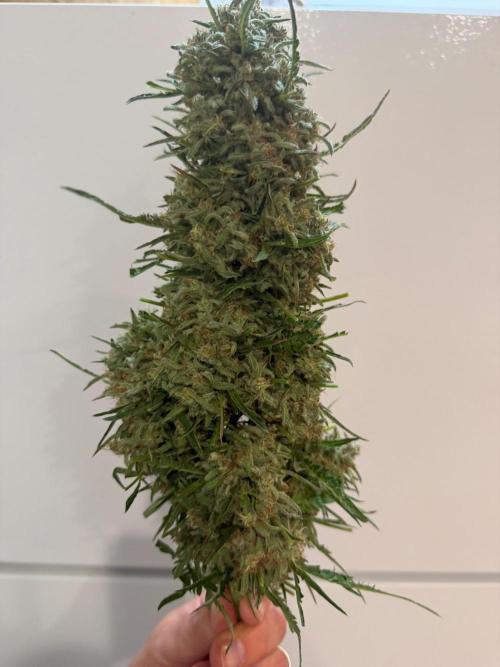 Sweet Annies. Week 13