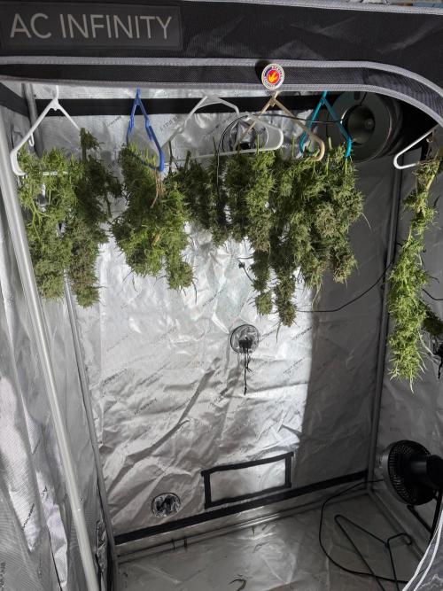 Sweet Annies. Week 13