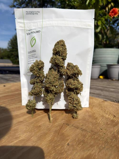 Sweet Annies. Week 13