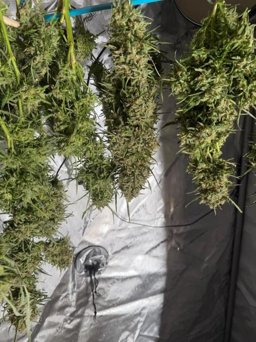 Sweet Annies. Week 13