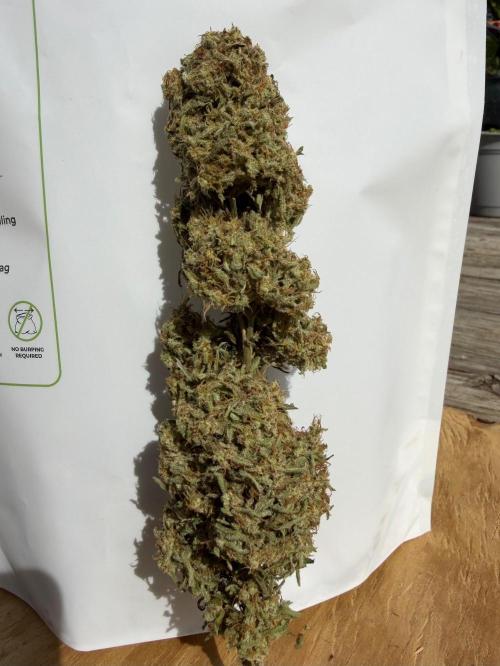 Sweet Annies. Week 13