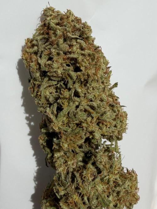 Sweet Annies. Week 13
