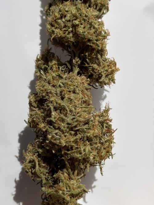 Sweet Annies. Week 13