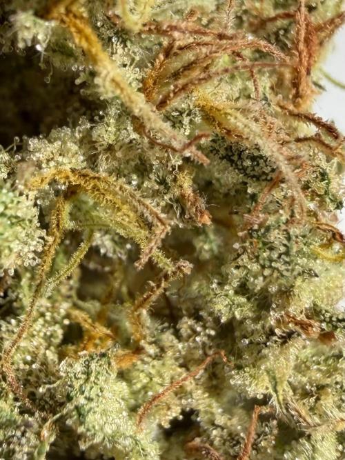 Sweet Annies. Week 13