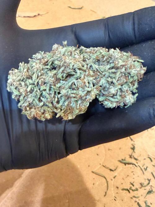 Sweet Annies. Week 13