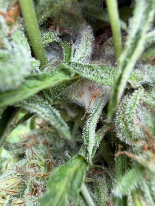 Sweet Annies. Week 13