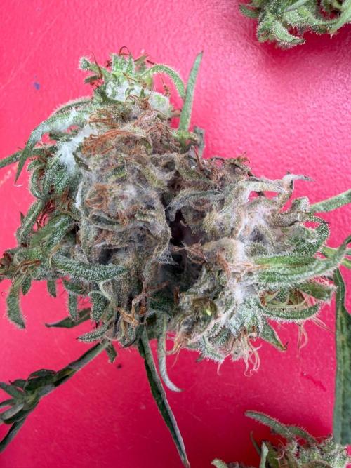 Sweet Annies. Week 13