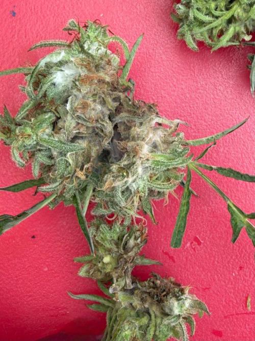 Sweet Annies. Week 13