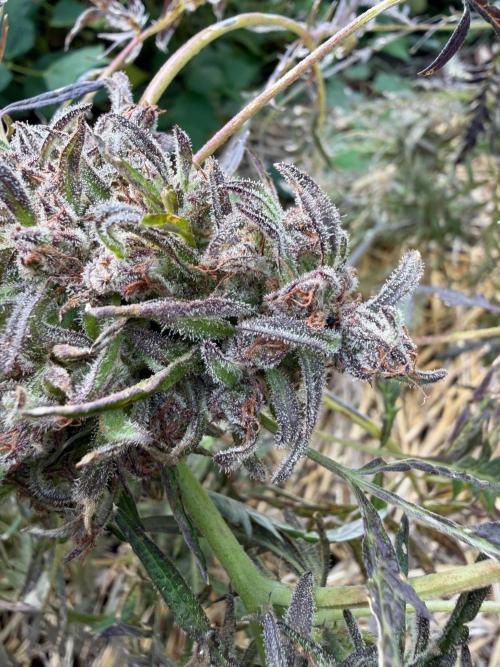 Sweet Annies. Week 13