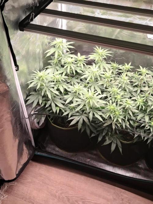 Blueberry Muffin - Humboltseedcompany