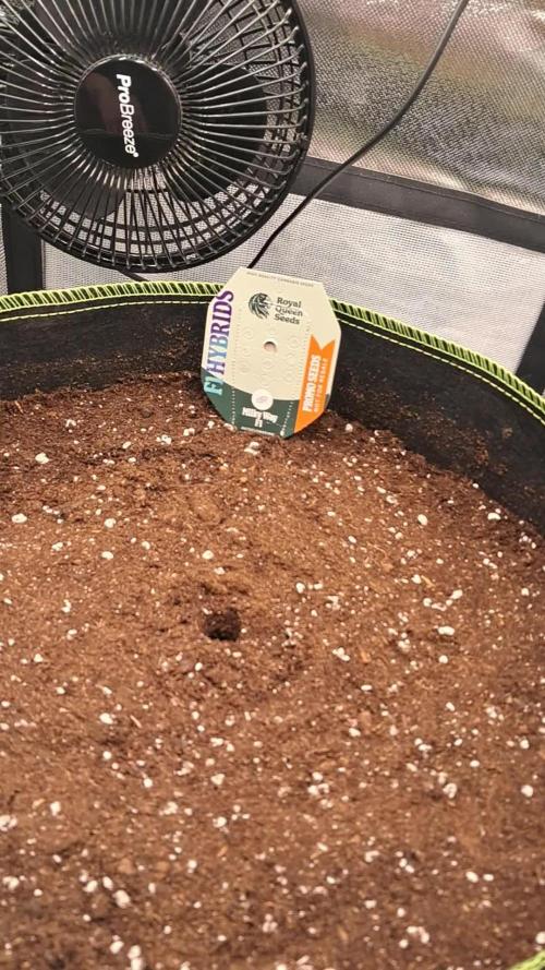 Milkyway F1 - Royal Queen Seeds