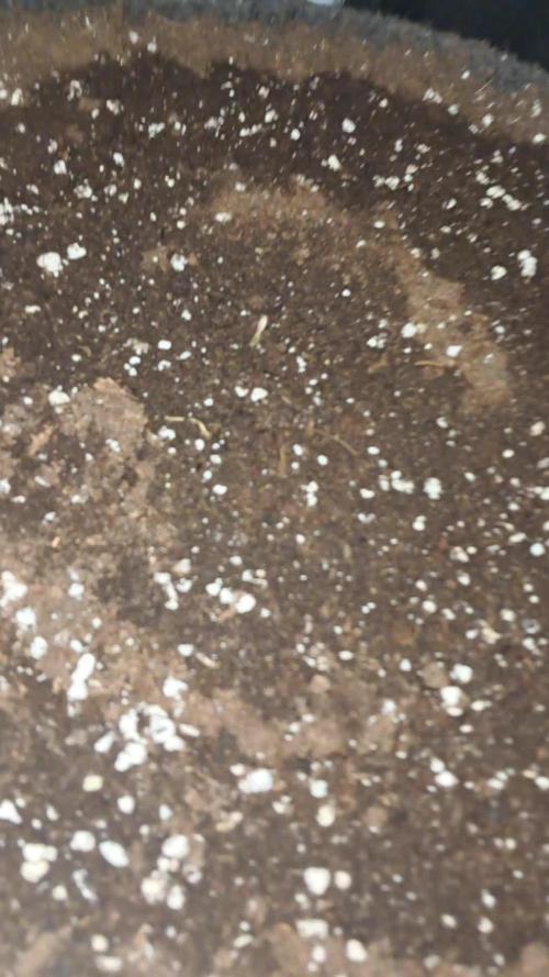 Fastbarry - 420 Fastbuds