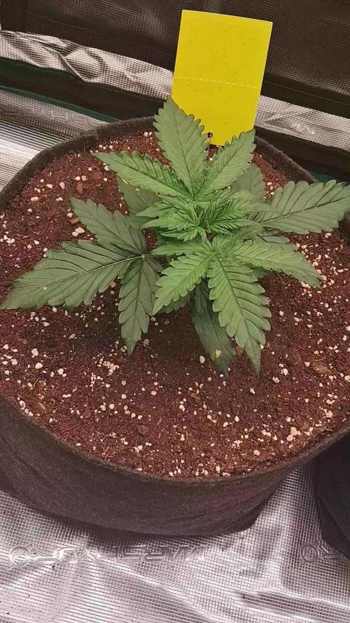 Fastbarry - 420 Fastbuds