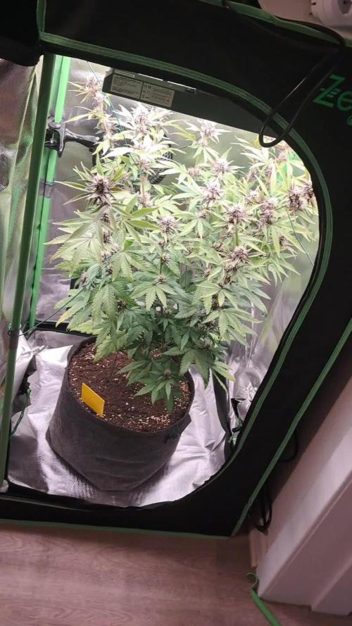 Fastbarry - 420 Fastbuds