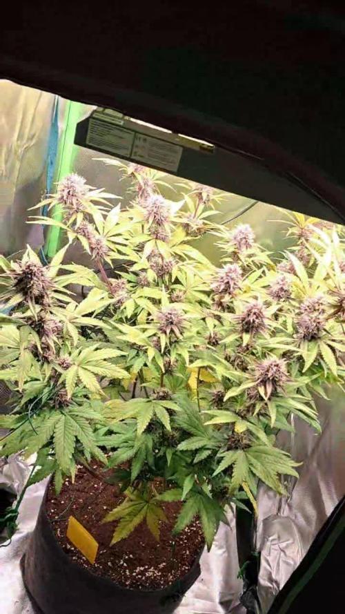 Fastbarry - 420 Fastbuds