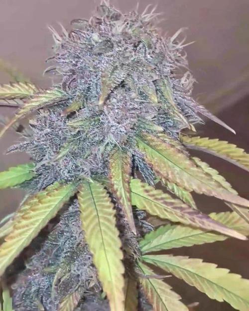 Fastberry - 420 Fastbuds