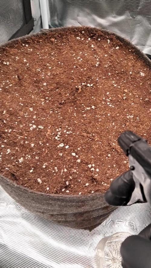 Papaya Cookies - 420fastbuds