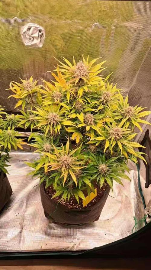 Papaya Cookies - 420fastbuds