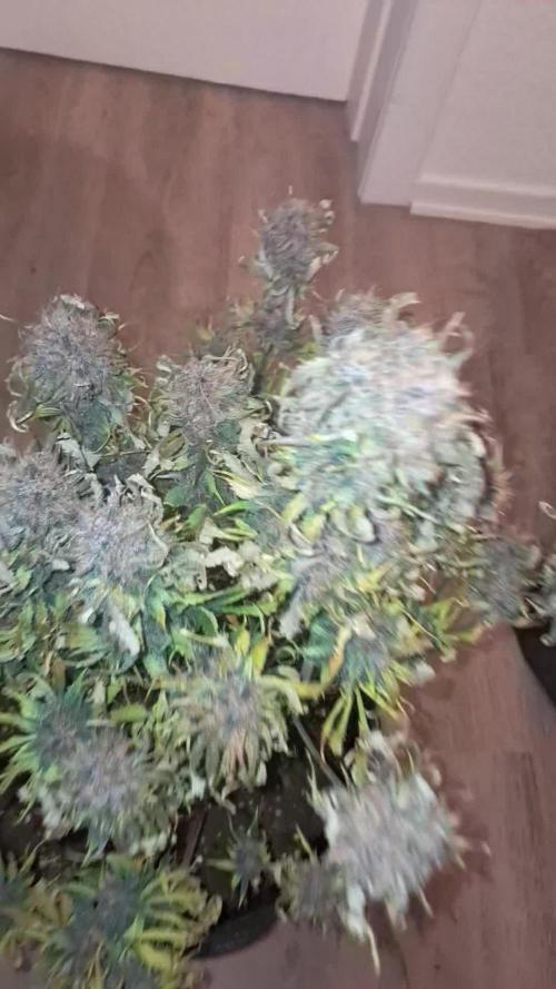Papaya Cookies - 420fastbuds