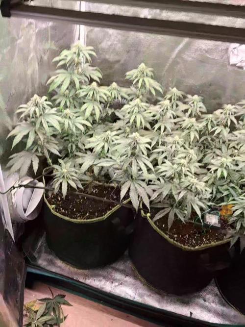 Pineapple Express - Barneysfarm