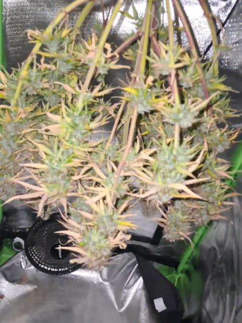 Milkyway F1 - Royal Queen Seeds