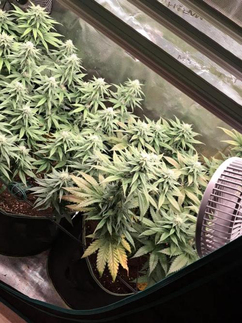 Pineapple Express - Barneysfarm