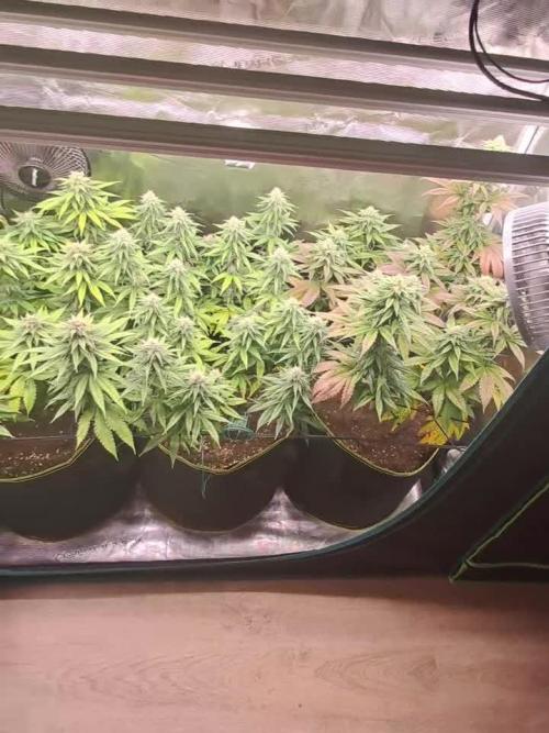Blueberry Muffin - Humboltseedcompany