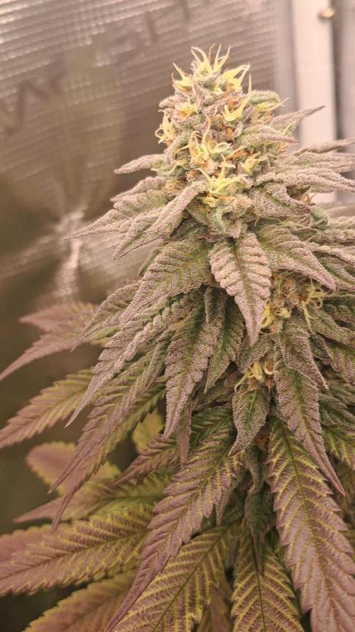 Pineapple Express - Barneysfarm