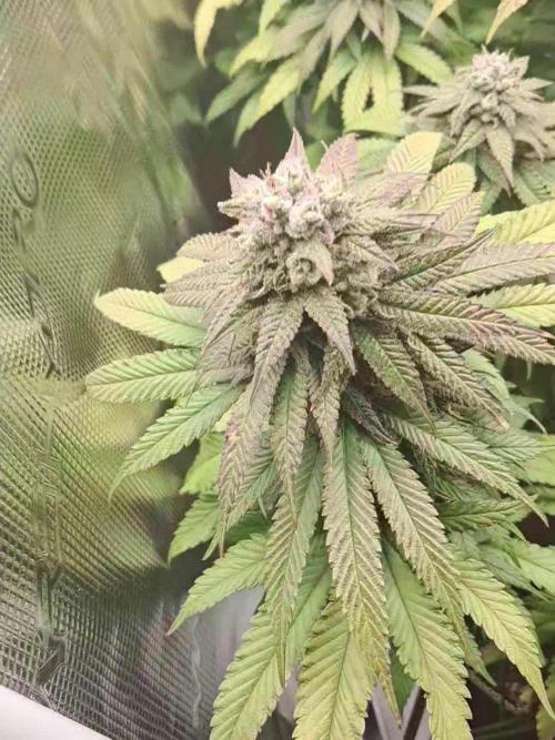 Pineapple Express - Barneysfarm