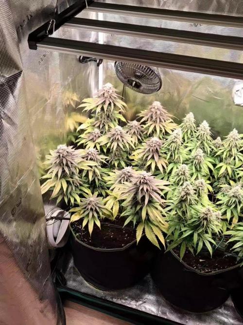 Pineapple Express - Barneysfarm