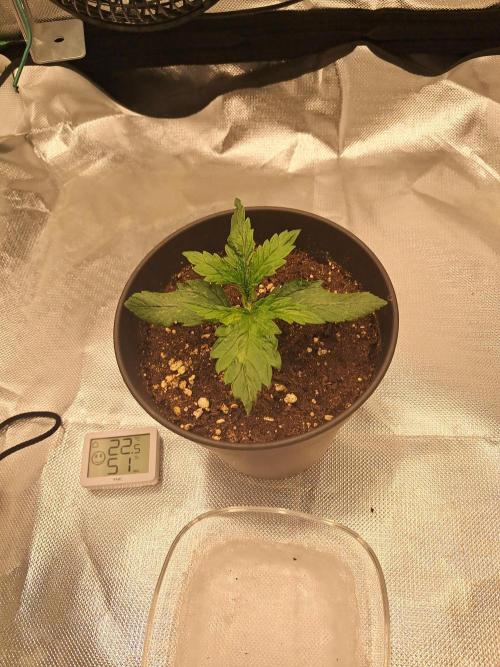 OG Kush SFV - Advanced Seeds. Week 2