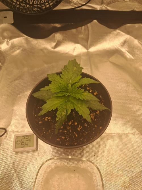 OG Kush SFV - Advanced Seeds. Week 2