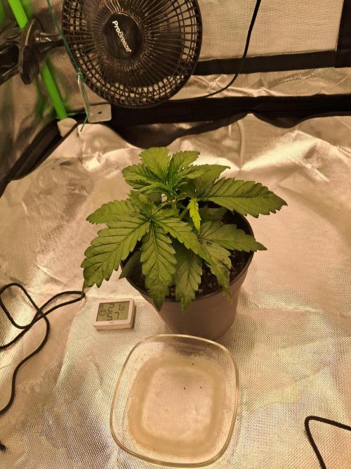 OG Kush SFV - Advanced Seeds. Week 3