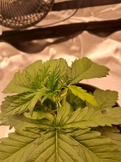 OG Kush SFV - Advanced Seeds. Week 3