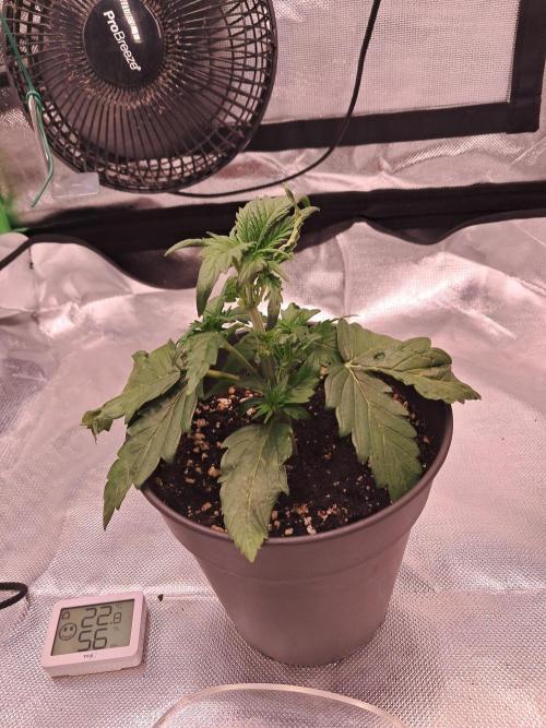 OG Kush SFV - Advanced Seeds. Week 3